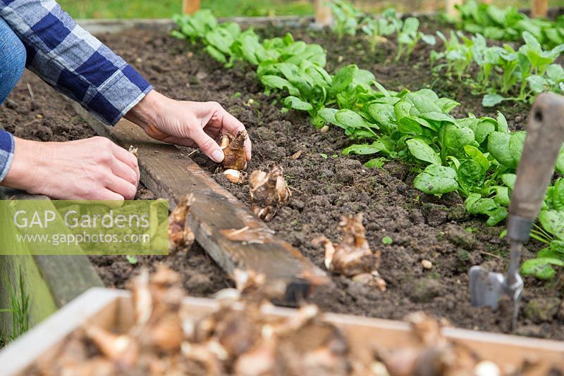 Planting Narcissus recurvus in an allotment plot, as a spring flowering border