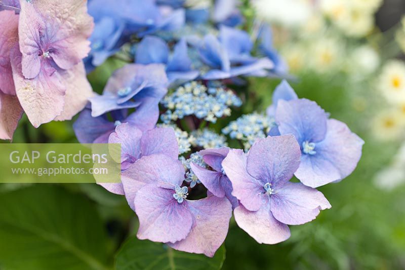 Hydrangea macrophylla 'Teller Blau'