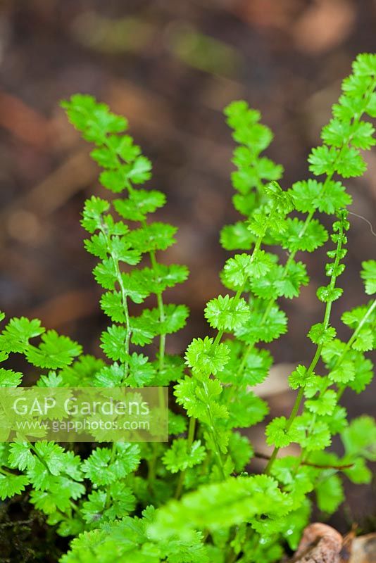 Athyrium filix-femina 'Frizelliae'