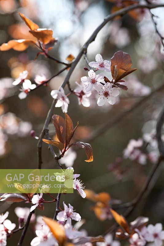 Prunus cerasifera 'Woodii'