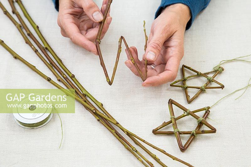 Bending willow into a star shape.