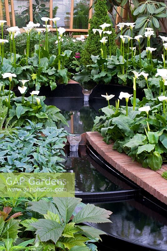 East Village Garden - RHS Chelsea Flower Show May 2013 Centenary - Gold medal winner. Zantedeschia aethiopica 'Crowborough' black water rill 