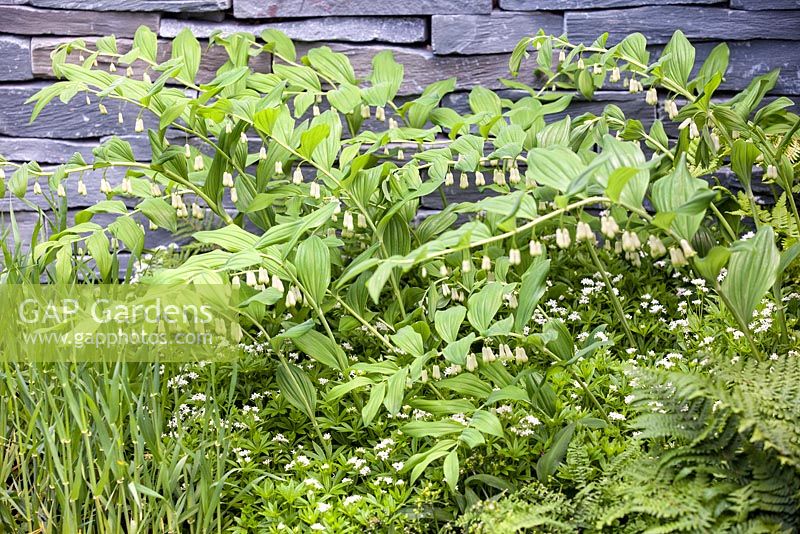 Polygonatum multiflorum and ferns planted against a dry stone wall