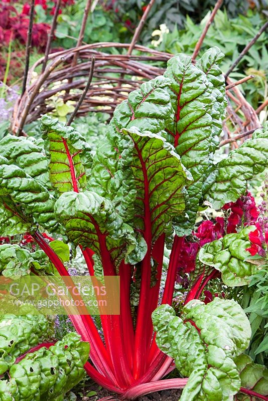 Beta vulgaris var. cicla 'Rhubarb Chard'