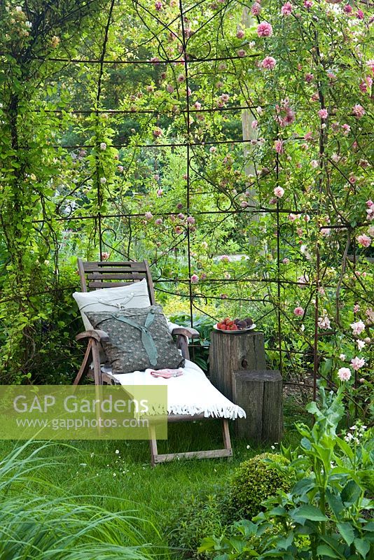 Deckchair under gazebo with Rosa 'Paul Transon'