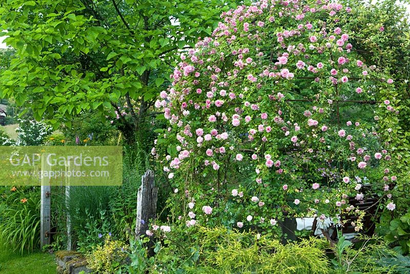 Gazebo with Rosa 'Paul Transon'