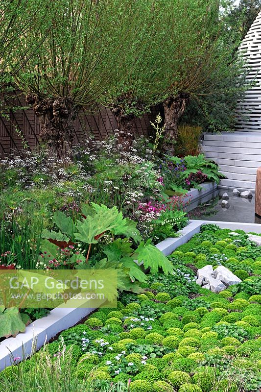 The B and Q Sentebale forget-Me-Not Garden, Rheum palmatum and cyperus species with Old willow pollards in damp border