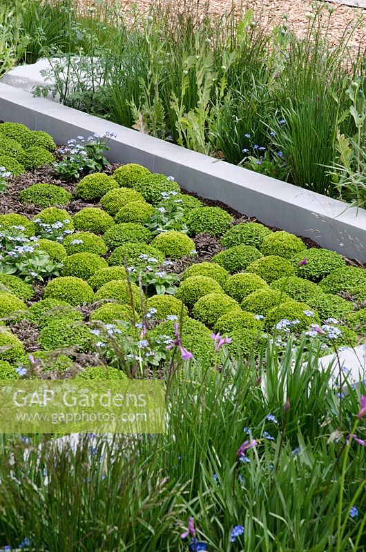 Sentebale Forget me Not Garden, RHS Chelsea Flower Show 2013 - Mossy bed with Leptinella squalida, Myosotis 'My Oh My' and mounds of Gunnera magellanica
