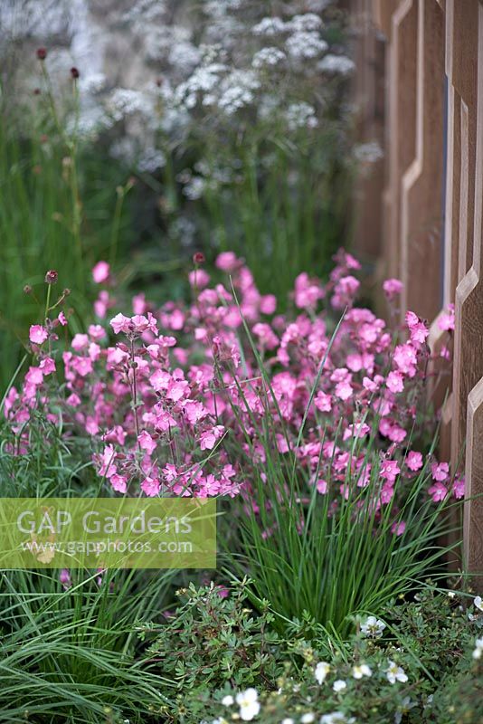 Silene 'Rolley's Favorite' Campion. The Brewin Dolphin Garden - Chelsea Flower Show 2013.   