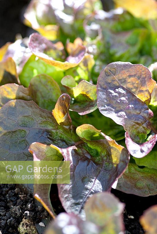 Lettuce 'Navara'