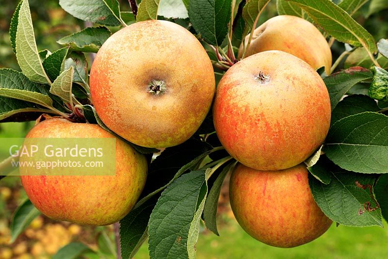 Malus - Apple 'Ashmead's Kernel', growing on tree