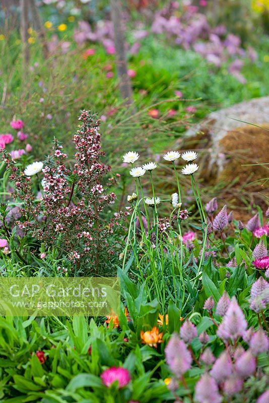 Trailfinders Australian Garden, Chelsea Flower Show 2013. Plant association with Leptospermum scoparium 'Red Damask' and Bracteantha bracteata