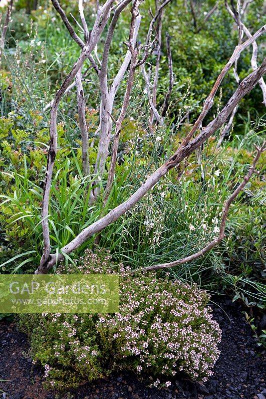 Fresh garden - After The Fire - RHS Chelsea Flower Show 2013 - Thymus and Asphodellus fistulosus dead stems of burned out shrubs 