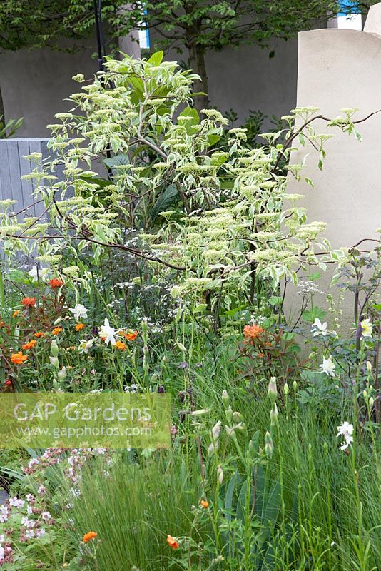 Fresh Garden - BrandAlley Garden, planting combination with Cornus, Geums, Geraniums and grasses - RHS Chelsea Flower Show 2013