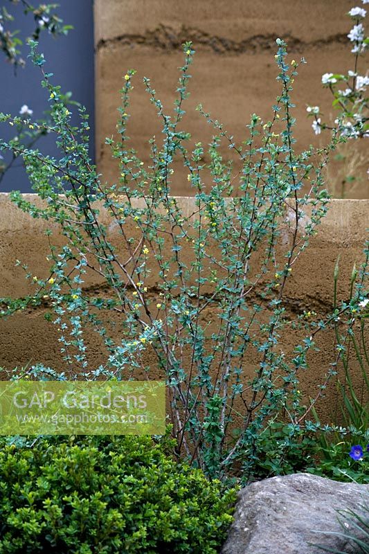 Berberis temolaica against rammed earth wall - Cloudy Bay Discovery Garden - RHS Chelsea Flower Show 2013 