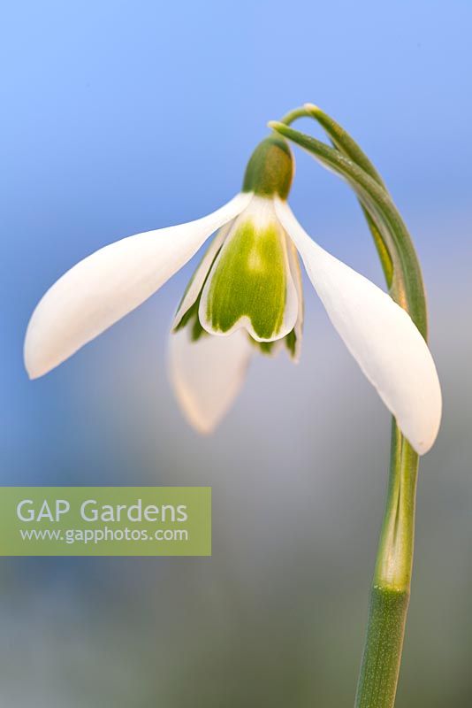 Galanthus 'Alison Hilary', Snowdrop. Close up portrait of single white flower with green markings.