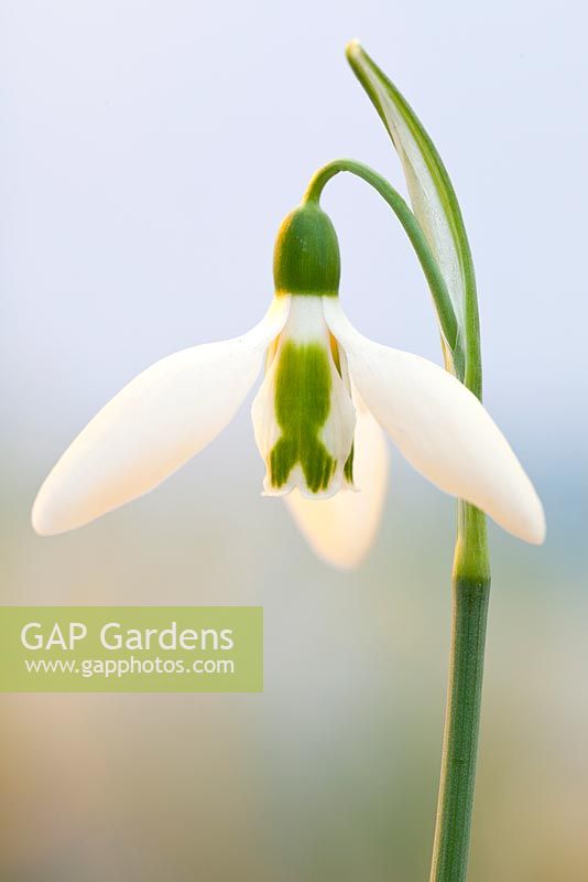Galanthus elwesii 'Anglesey Orange Tip',Snowdrop. February. Close up portrait of single white flower.