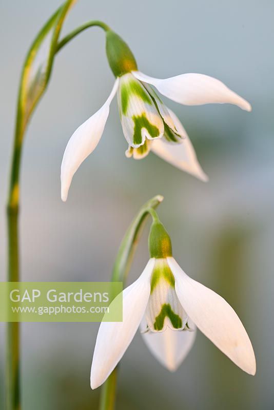 Galanthus 'Ivy Cottage Corporal'