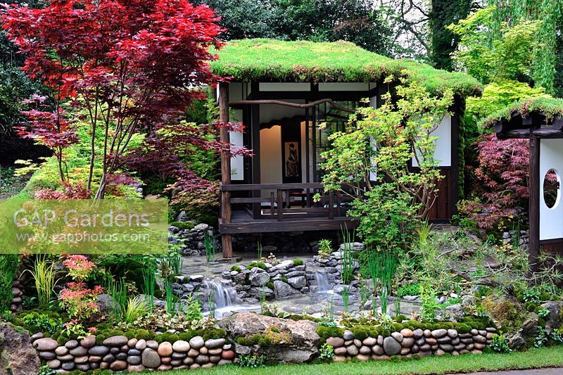 An Alcove - Tokonoma - Garden, Tea room with living roof, colourful Acers and water feature