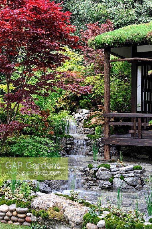 An Alcove - Tokonoma Garden, Acers along three tier water fall besides japanese Tea room
