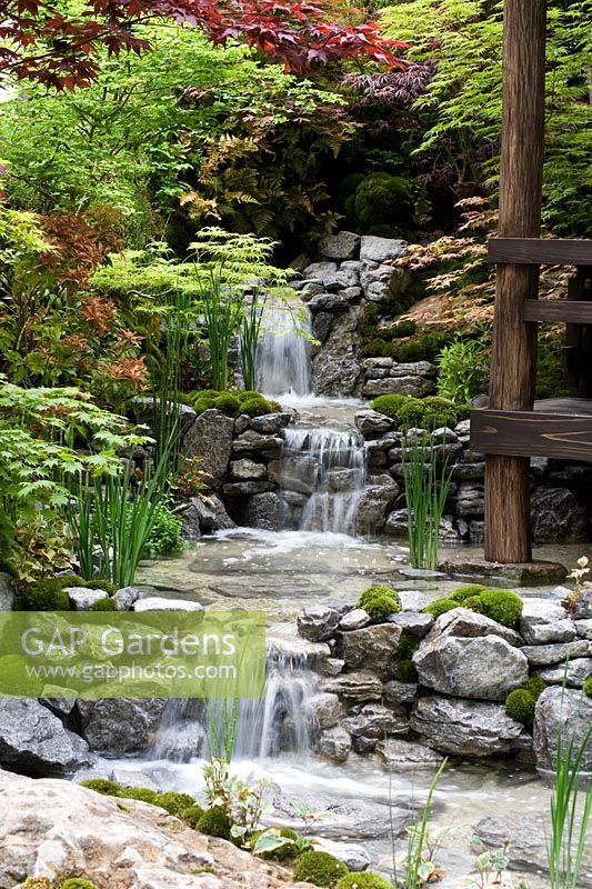 An Alcove - Tokonoma Garden - water fall feature and damp planting surrounded by acers 