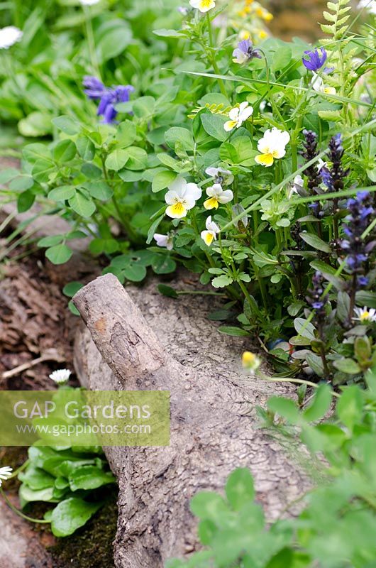 Viola riviniana and Ajuga reptans  - Motor Neurone Disease - A Hebridean Weavers Garden