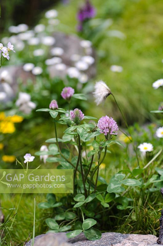 Trifolium pratense  - Motor Neurone Disease -  A Hebridean Weavers Garden, RHS Chelsea Flower Show 2013 