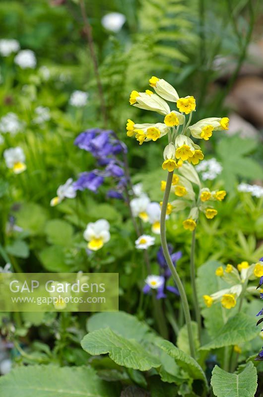 Primula veris - Cowslip in A Hebridean Weavers Garden