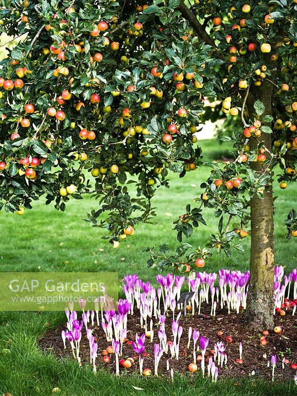 Malus 'Marshal Oyama' - crab apple - underplanted with Colchicum 'Glory of Heemstede' - autumn crocus