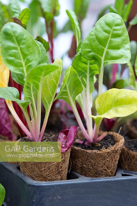 Chard seedlings in a wooden seed tray.  Alitex Ltd, Greenhouse trade stand with help from Thrive at The Chelsea Flower Show 2013