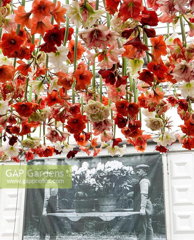Centenary, Warmenhoven display in the Grand Pavillion. Winner of the Diamond Jubilee award. RHS Chelsea Flower Show 2013