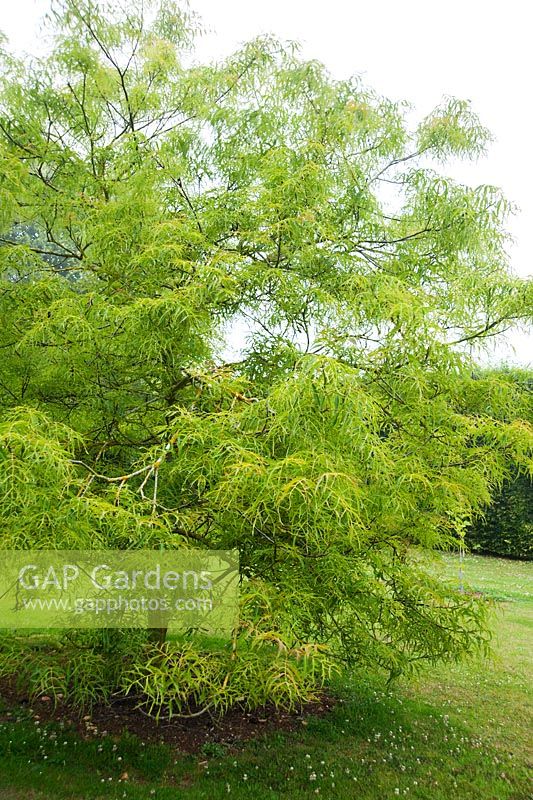 Juglans regia 'Laciniata'. 