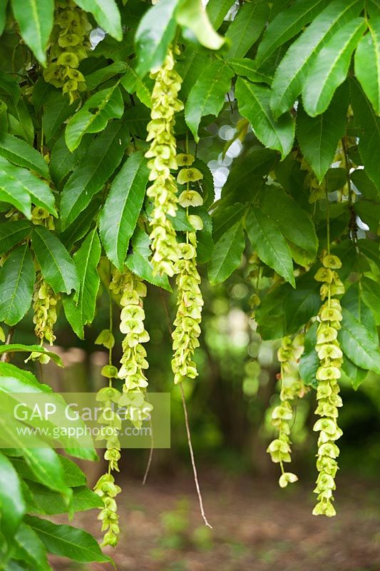 Pterocarya fraxinifolia. 