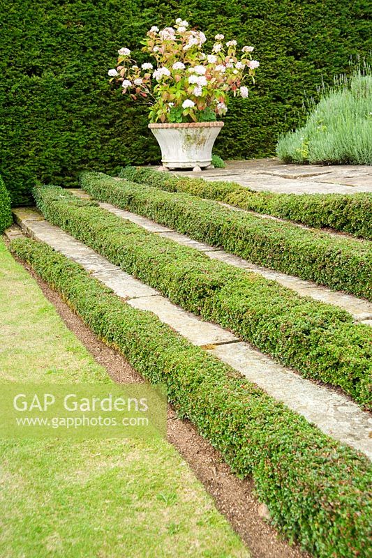 Cotoneaster simonsii clipped tightly against shallow steps. 