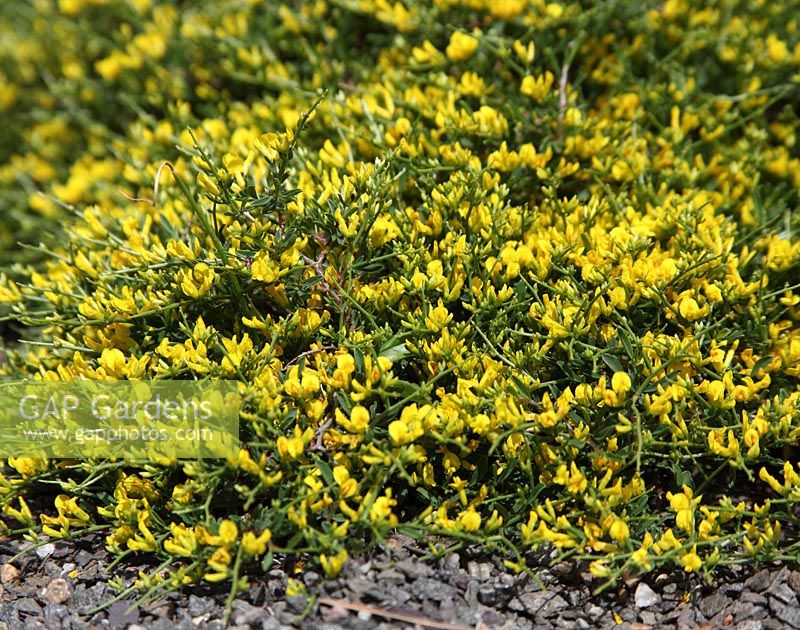 Anthyllis hystrix 