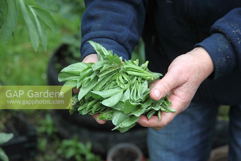 Growing broad beans, the growing tips from broad beans can be cooked and eaten like spinach