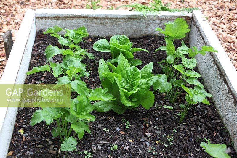 Intercropping - quick growing lettuce with slow growing parsnips
