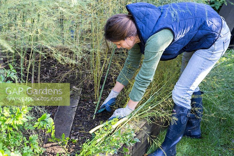 Cutting back Asparagus to ground level