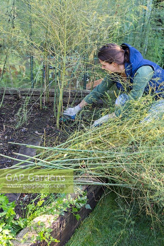 Cutting back Asparagus to ground level.