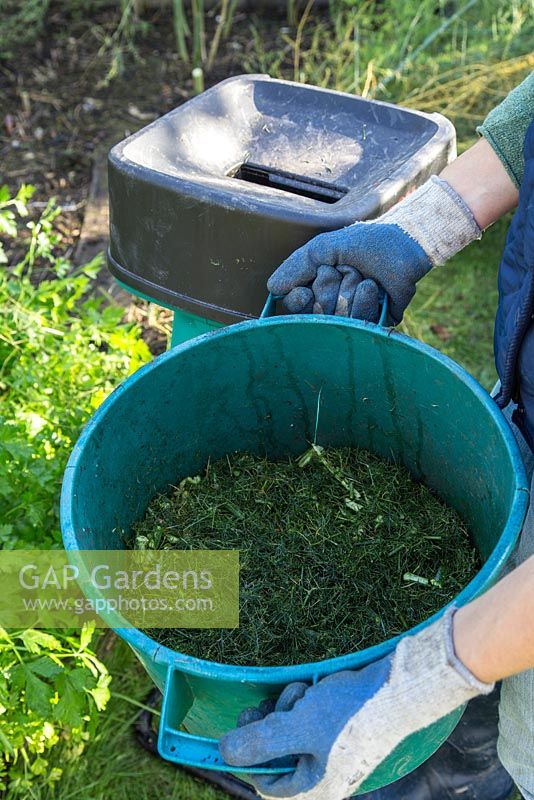 Bucket of shredded Asparagus cuttings, ready for the compost heap.