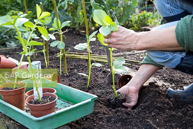 Planting Broadbean 'Aquadulce Claudia' in vegetable patch