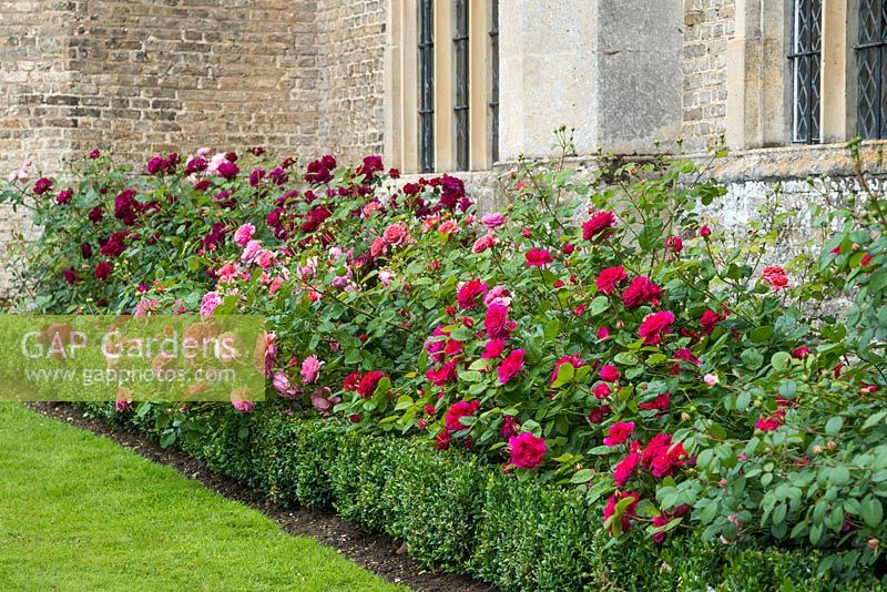Rosa 'Princess Alexandra of Kent', Rosa 'Darcey Bussell' and Rosa 'Sophies Rose' (left to right) in a border with box edging