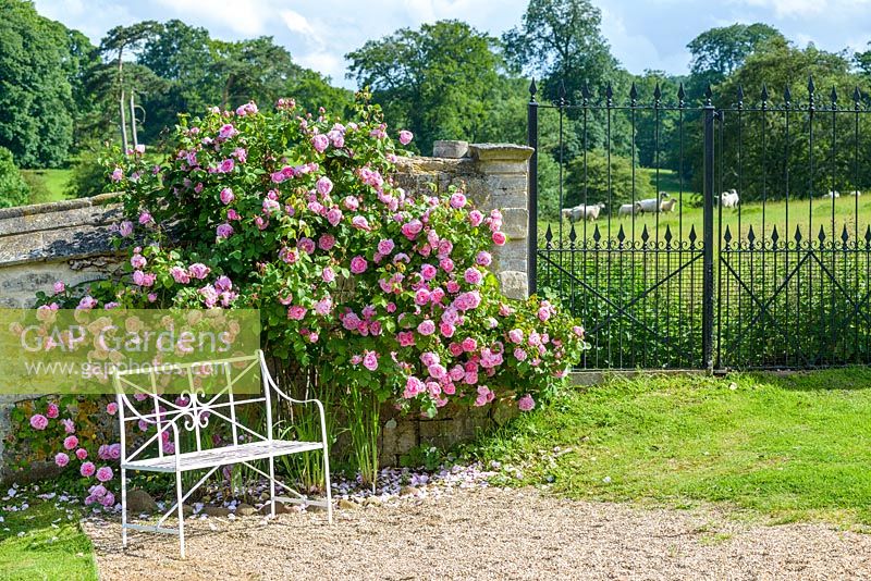 Rosa 'Constance Spry' trained on old garden wall next to gates with view to parkland with sheep.