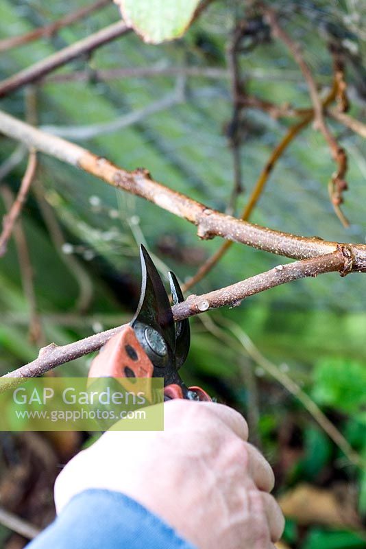 Pruning a Kiwi (Actinidia chinensis) 