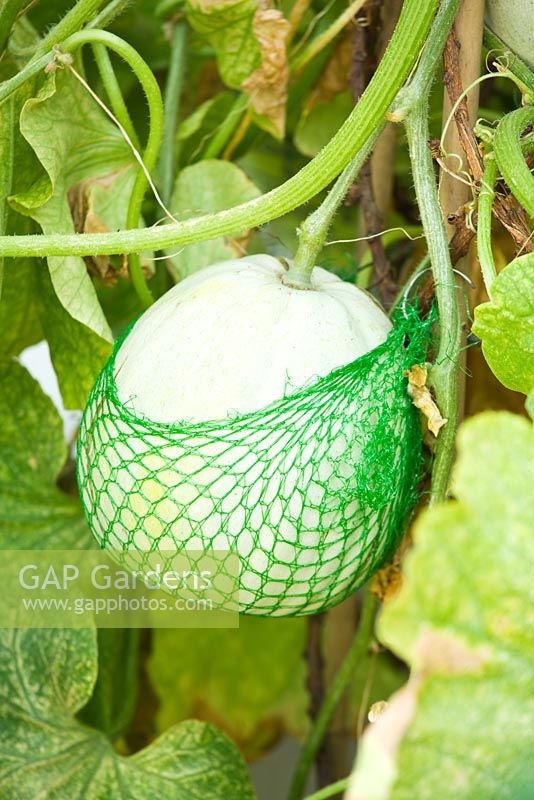 nets used to package avocados are reused as a support for melon 'sweetheart' 