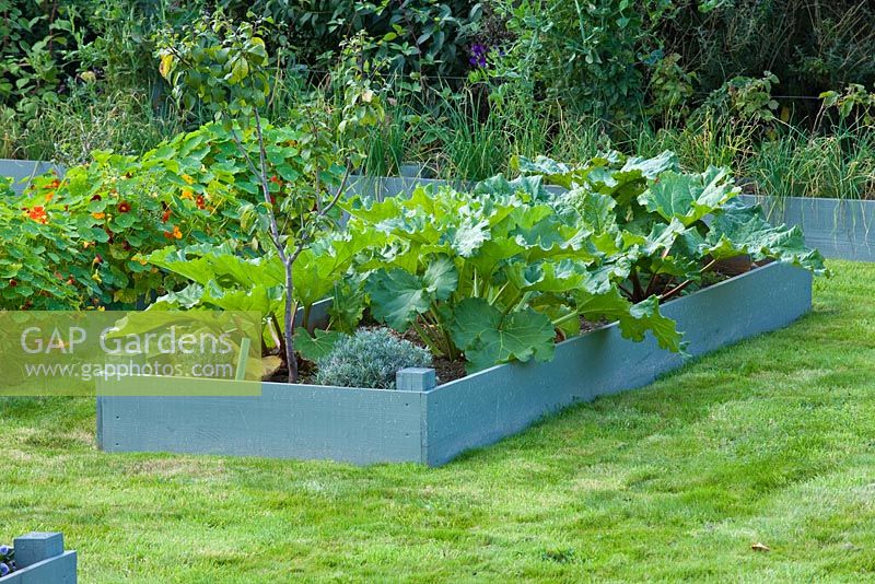 Raised, blue painted wooden beds planted with nasturtiums and rhubarb