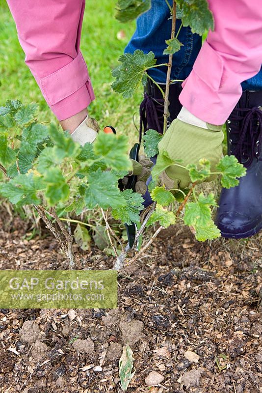 Woman pruning blueberry bush