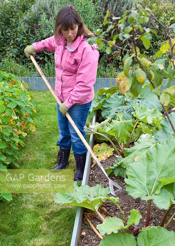 Woman hoes around rhubard plants in her fruit and vegetable garden