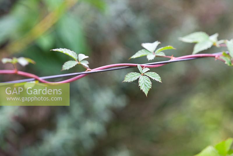 Beautiful leaves and hairy stem of japanese wineberry trained along a wire - chinese blackberry, rubus phoenicolasius