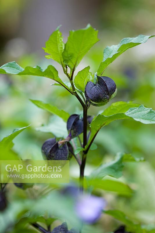 Nicandra physalodes - showing black mottled calyces. The shoo-fly plant